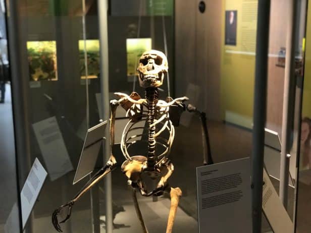 Skelett Ausstellung Neanderthal Museum