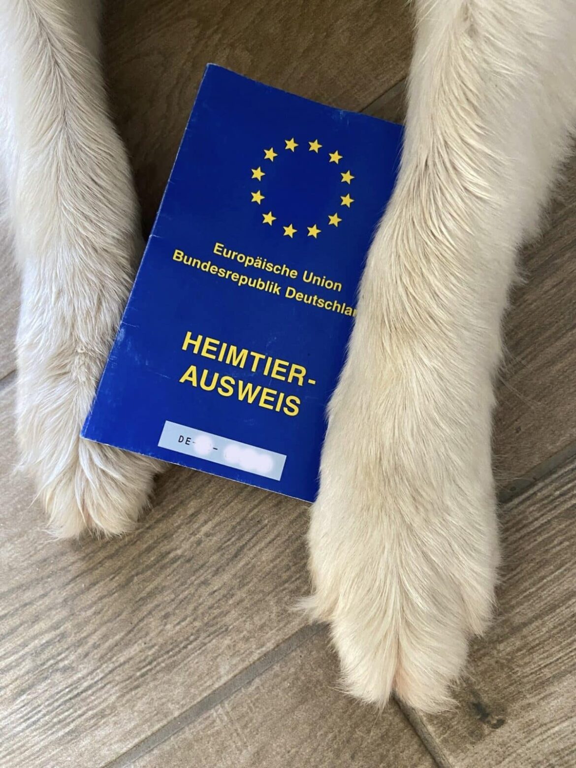 Auf vier Pfoten und Nummer sicher: Wer mit Hund oder Katze in ein anderes Land verreist, muss einen EU-Heimtierausweis für sein Tier haben.