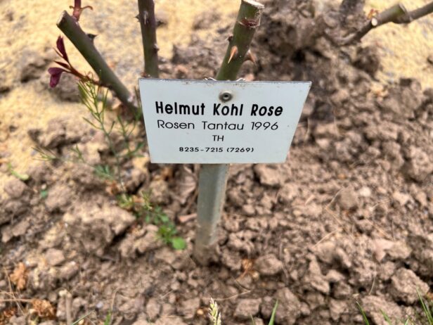 rosarium sangerhausen rose helmut kohl