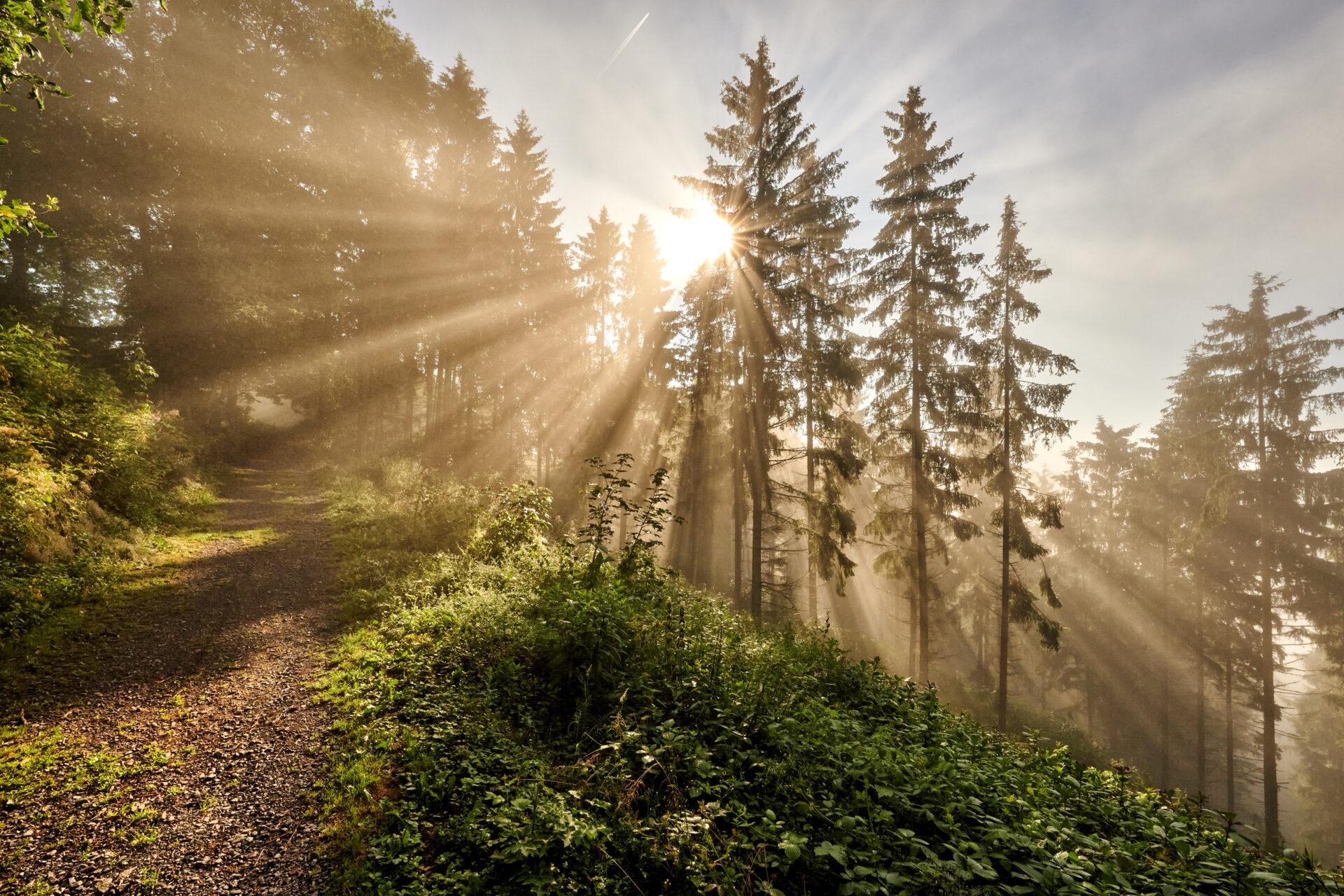 Sonnenuntergang Hohenwarte Wald Bild: Florian Trykowski, Thüringer Tourismus Gmbh